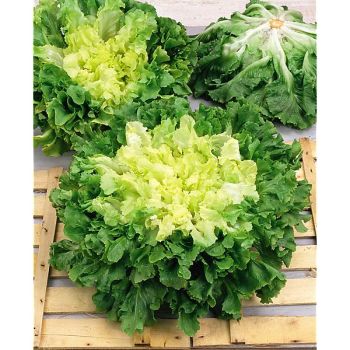 CHICORÉE scarole EMINENCE