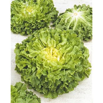 CHICORÉE scarole GÉANTE MARAÎCHÈRE race BOSSA