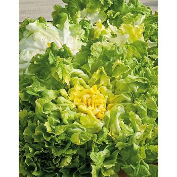 CHICORÉE scarole NUANCE