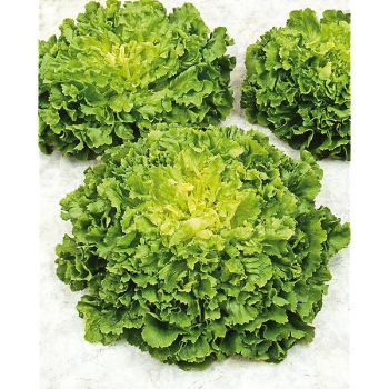 CHICORÉE scarole BLONDE A CŒUR PLEIN (bionda a cupre pieno)