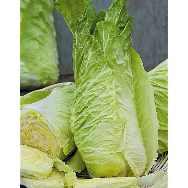 CHICORÉE sauvage PAIN de SUCRE Bio