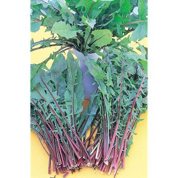 CHICORÉE italienne ITALICO a COSTA ROSSA