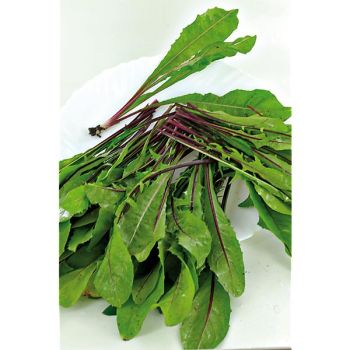 CHICORÉE italienne ITALICO a COSTA ROSSA 2