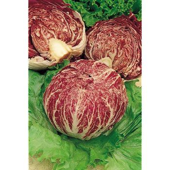 CHICORÉE italienne VARIEGATA di CHIOGGIA