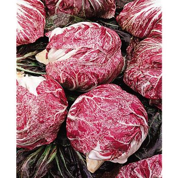 CHICORÉE italienne VARIEGATA di CHIOGGIA 2