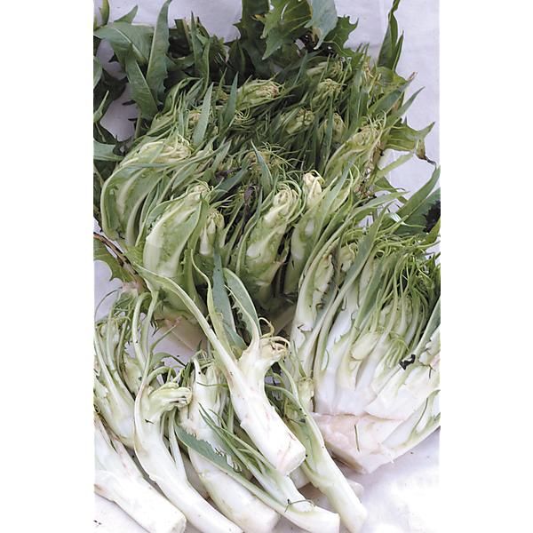 CHICORÉE italienne CATALOGNA PUNTARELLE di GALATINA