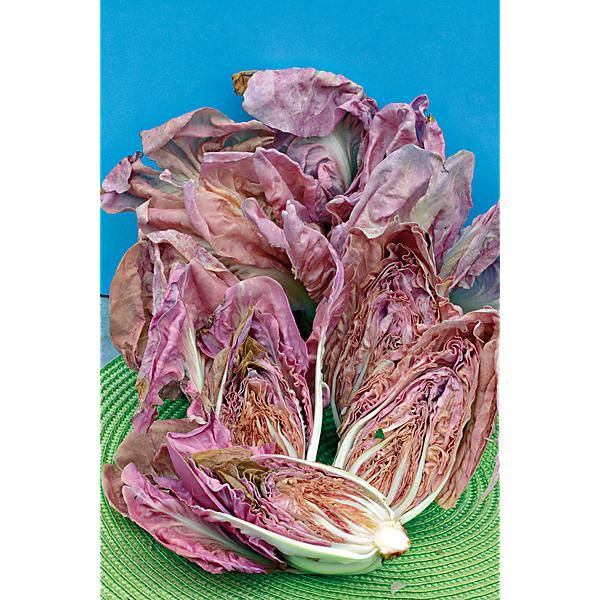 CHICORÉE ROSA