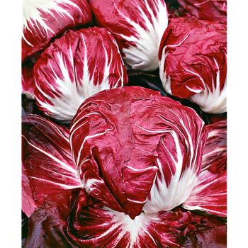 CHICORÉE PALLA ROSSA 2 sélection PRESTO