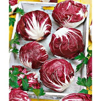 CHICORÉE ROUGE de VÉRONE Bio