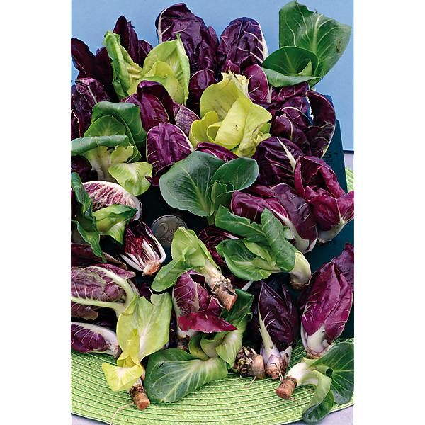 CHICORÉE A GRUMOLO MÉLANGE de 6 variétés