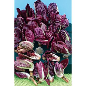 CHICORÉE A GRUMOLO ROSSA di VERONA TARDIVA (grumolo rossa)