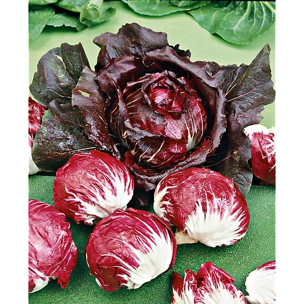 CHICORÉE ROSSA di CHIOGGIA 2