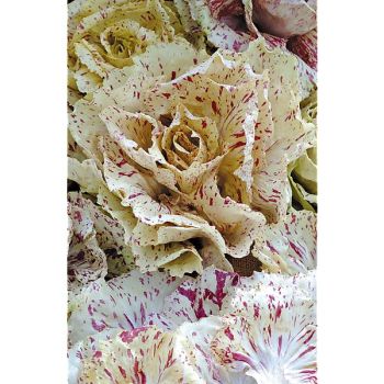 CHICORÉE italienne VARIEGATA di CASTELFRANCO