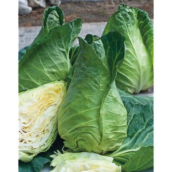 CHOU cabus POINTU de CHÂTEAURENARD