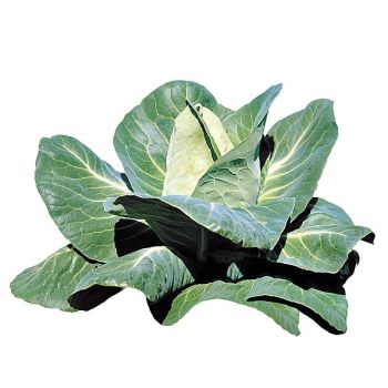 CHOU cabus POINTU de CHÂTEAURENARD 2