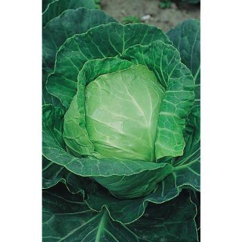 CHOU cabus NANTAIS HÂTIF