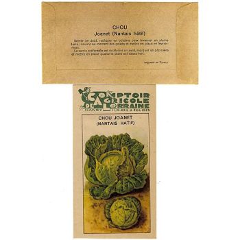 CHOU cabus NANTAIS HÂTIF 2