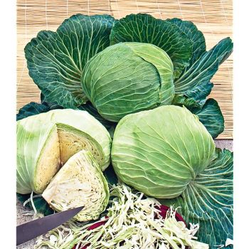 CHOU cabus QUINTAL d'ALSACE