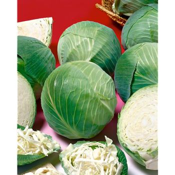 CHOU cabus F1 KALINA