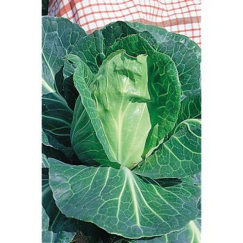 CHOU cabus CŒUR de BŒUF des VERTUS ou MOYEN de la Halle