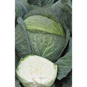 CHOU cabus F1 KRAUTKAISER