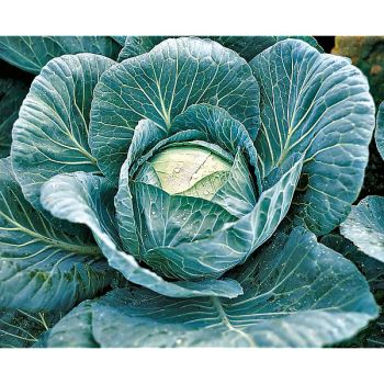 CHOU cabus F1 KRAUTKAISER 2