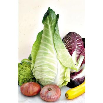 CHOU cabus FILDERKRAUT 2