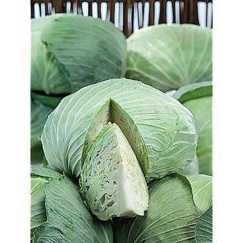 CHOU cabus F1 SAKU SAKU