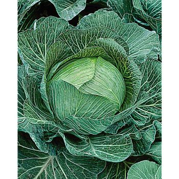 CHOU cabus QUINTAL d’AUVERGNE