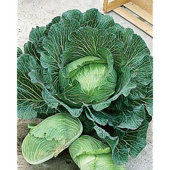 CHOU cabus QUINTAL d’AUVERGNE 2