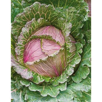 CHOU de MILAN F1 DEADON