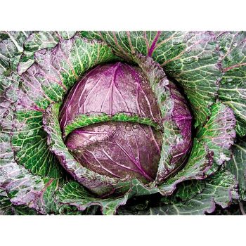 CHOU de MILAN F1 DEADON 2