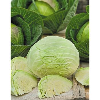 CHOU de MILAN F1 RENTON