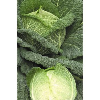 CHOU de MILAN F1 WIROSA