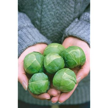 CHOU de BRUXELLES F1 MARTE