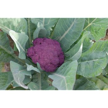 CHOU-FLEUR di SICILIA VIOLETTO