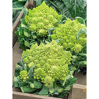 CHOU-FLEUR romanesco NATALINO 2