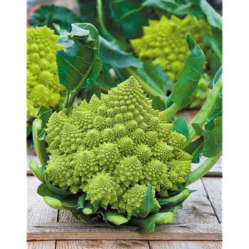 CHOU-FLEUR romanesco F1 VERONICA