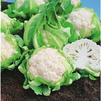 CHOU-FLEUR F1 SÉRAC