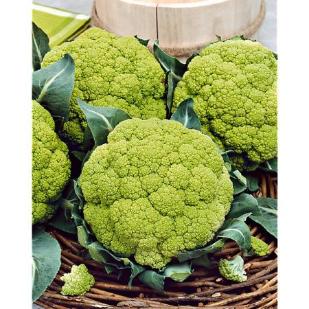 CHOU-FLEUR F1 SUSANA