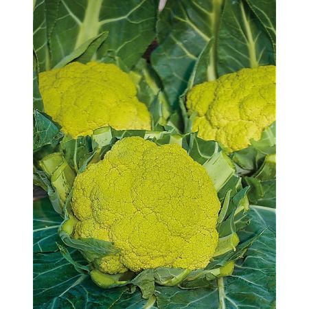 CHOU-FLEUR F1 SUSANA