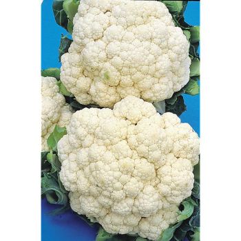 CHOU-FLEUR F1 MERTON