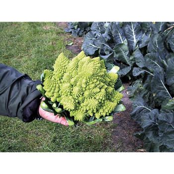 CHOU-FLEUR romanesco F1 WHITE GOLD 2