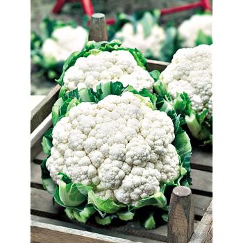 CHOU-FLEUR F1 ADONA Bio