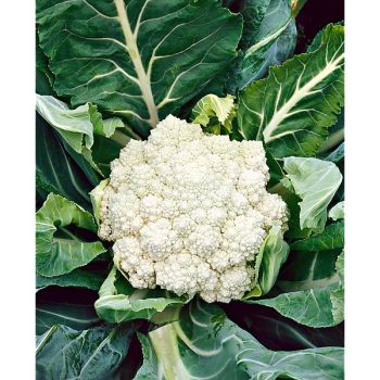 CHOU-FLEUR PRECOCE di JESI