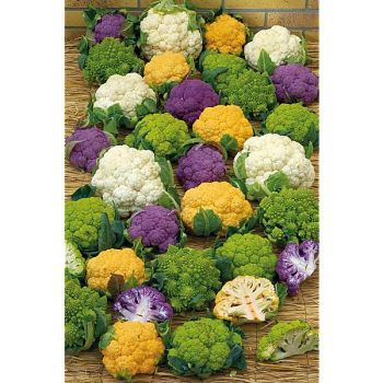 CHOU-FLEUR F1 ARC EN CIEL