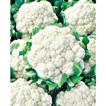 CHOU-FLEUR F1 NAUTILUS