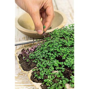 CHOU-FLEUR F1 NAUTILUS 2