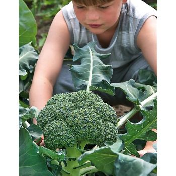 CHOU BROCOLI F1 MARATHON