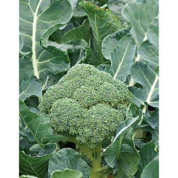 CHOU BROCOLI VERT CALABRAIS (ramoso calabrese) Bio